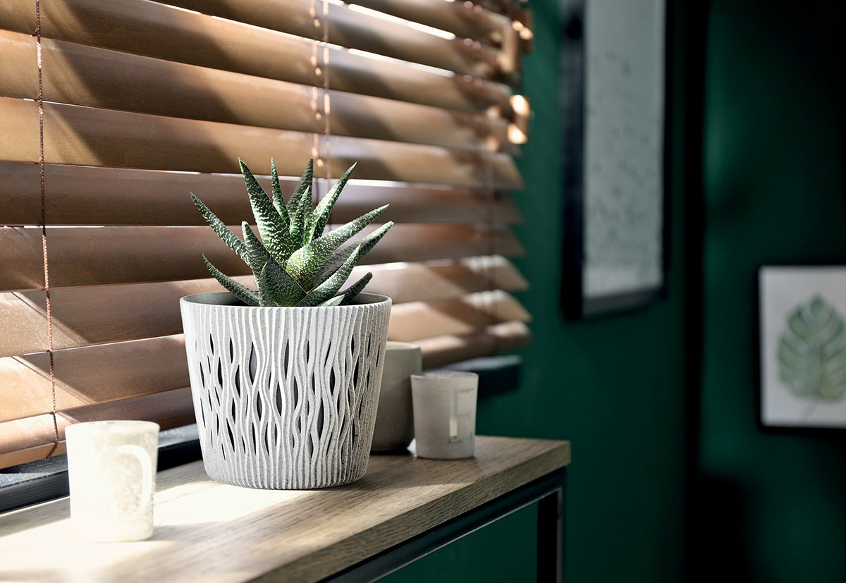 Enredadera Wood Plant