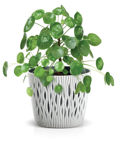 Enredadera Wood Plant